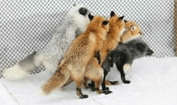 Firefox plugin